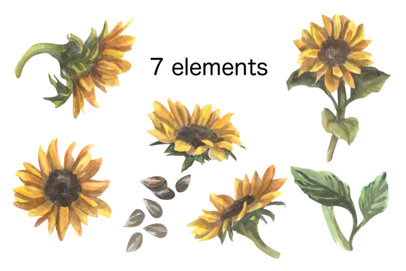 sunflower-watercolor-clip-art