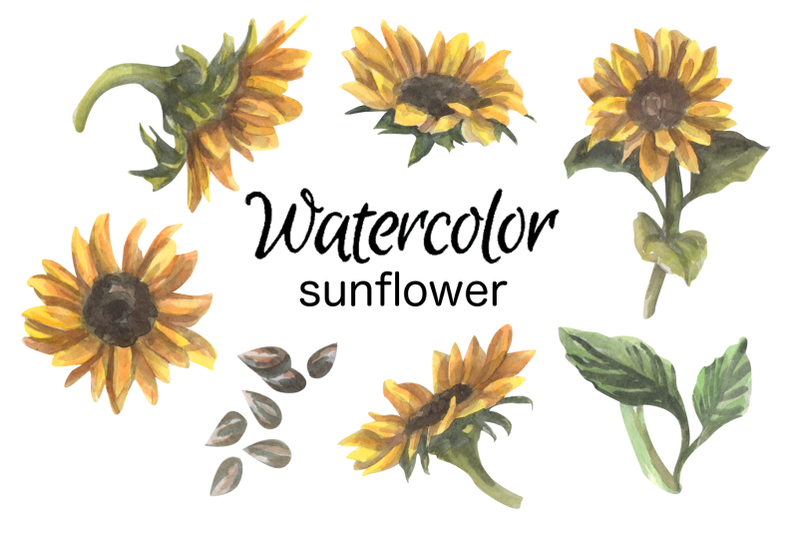 sunflower-watercolor-clip-art