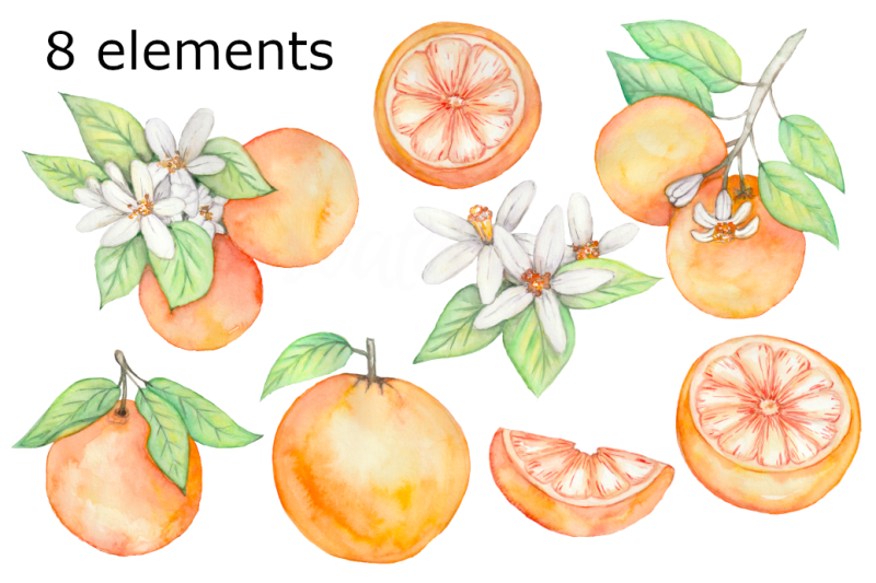 watercolor-oranges-clipart