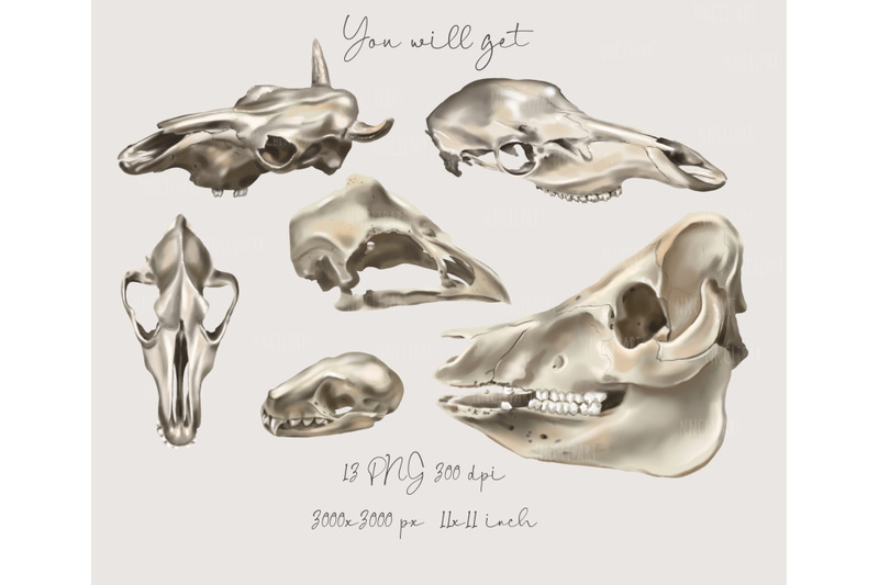 animal-skull-clipart-watercolor-bones