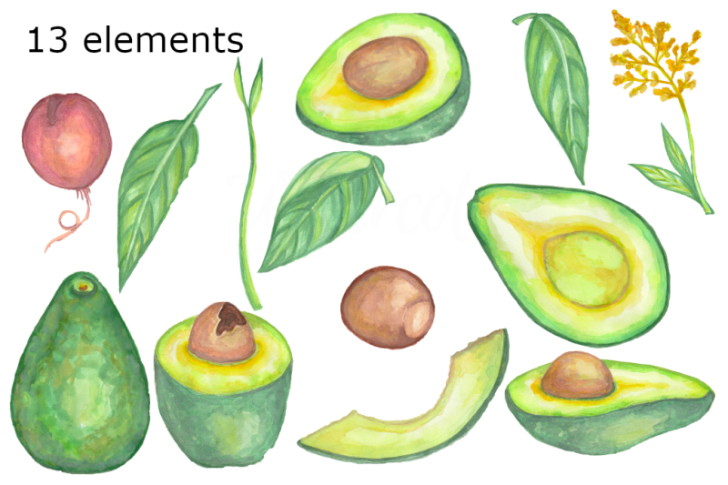 avocado-watercolor-clip-art