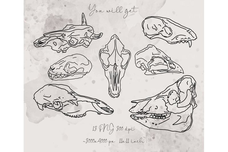 animal-skull-anatomy-bones-halloween-clipart-png