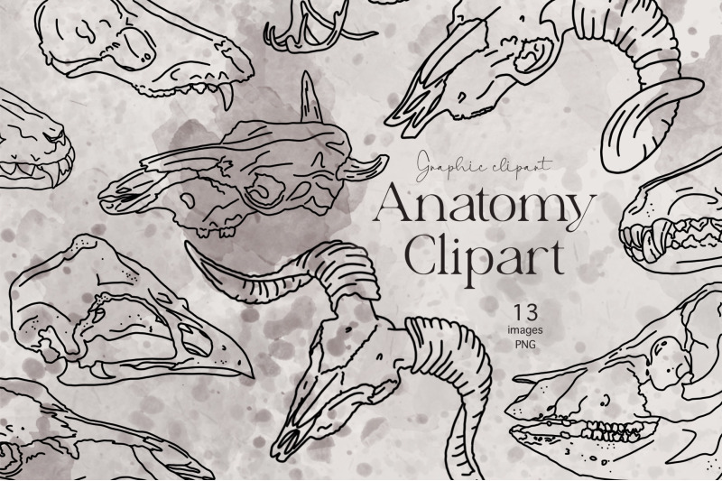 animal-skull-anatomy-bones-halloween-clipart-png