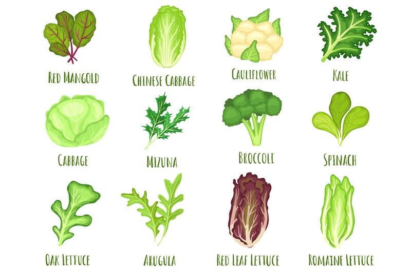 vegetable-lettuce-salad-cabbage-green-spinach-leaves-and-cartoon-bro