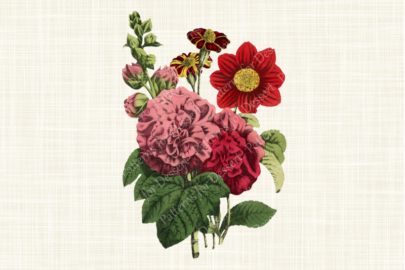 vintage-pink-hollycock-flower-clipart