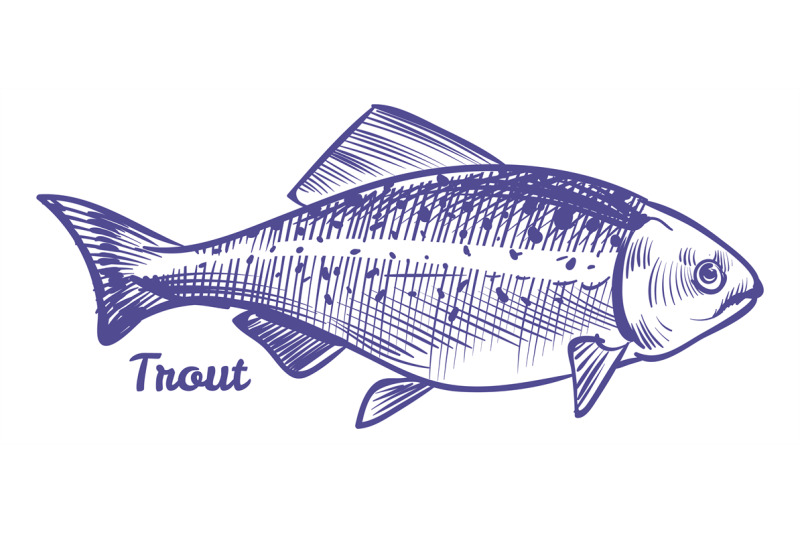 trout-sketch-char-fish-in-hand-drawn-style