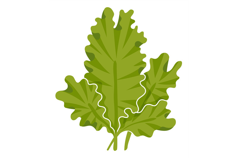 sea-lettuce-underwater-plant-green-aquatic-seaweed
