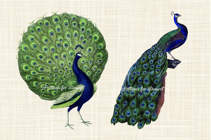 vintage-peacock-clip-art