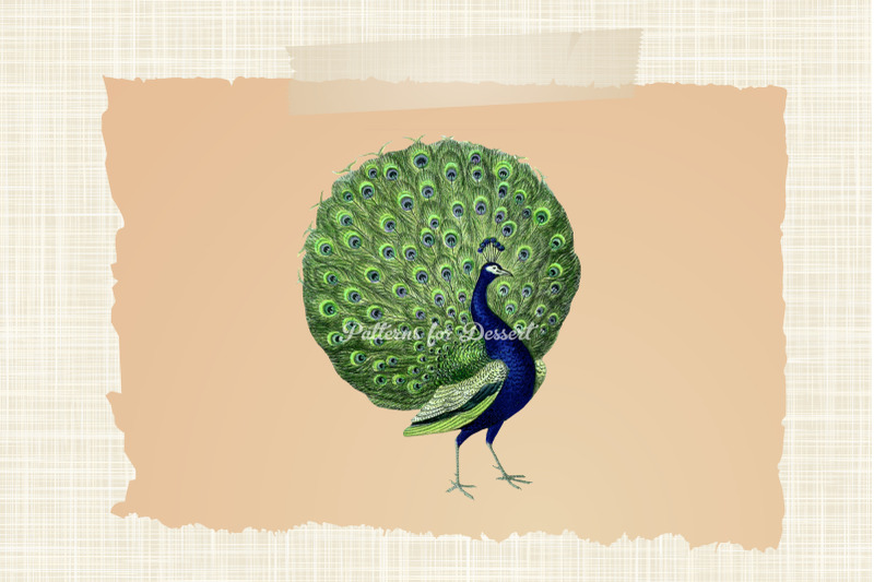 vintage-peacock-clip-art