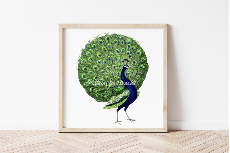 vintage-peacock-clip-art