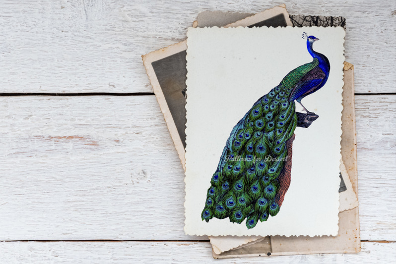 vintage-peacock-clip-art