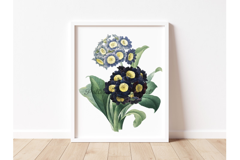 auricula-vintage-flower-clip-art