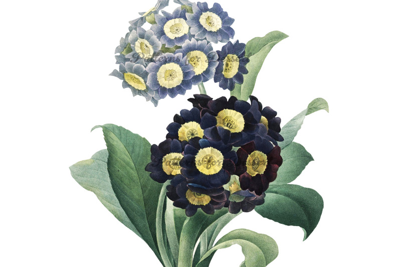 auricula-vintage-flower-clip-art