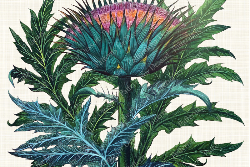 watercolor-artichoke-thistle-plant