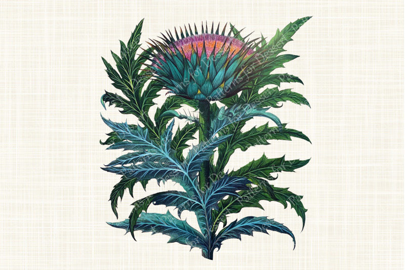 watercolor-artichoke-thistle-plant