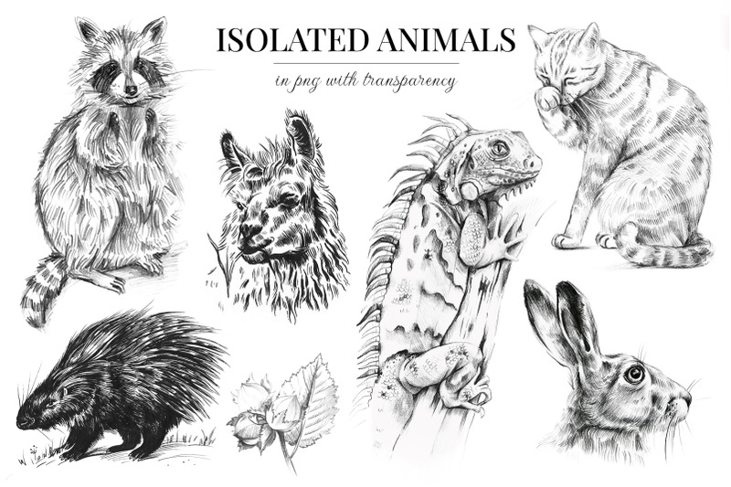 wild-animals-sketch-edition-22-png-pics