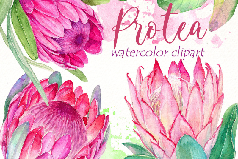 watercolor-protea-clipart-bundle-pink-tropical-flowers-png