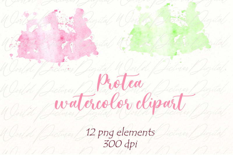 watercolor-protea-clipart-bundle-pink-tropical-flowers-png