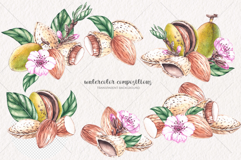 watercolor-almond-watercolor-clipart-png