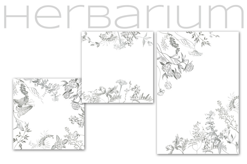 herbarium-pencil-sketches