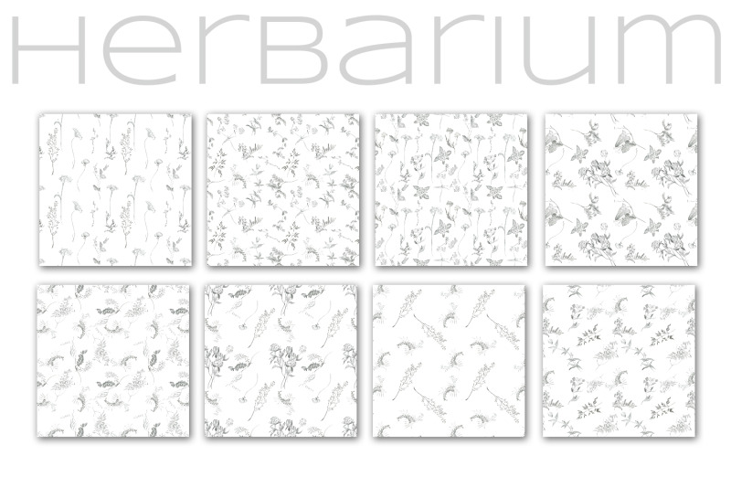 herbarium-pencil-sketches