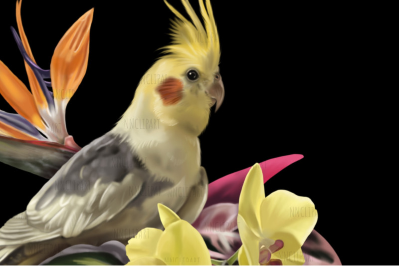 corella-cockatoo-parrot-watercolor-bouquet-clipart