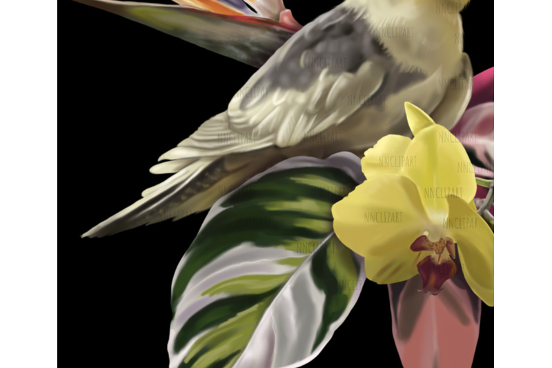 corella-cockatoo-parrot-watercolor-bouquet-clipart