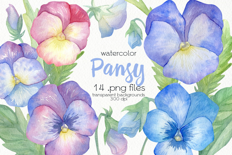 watercolor-pansy-clipart-png-files