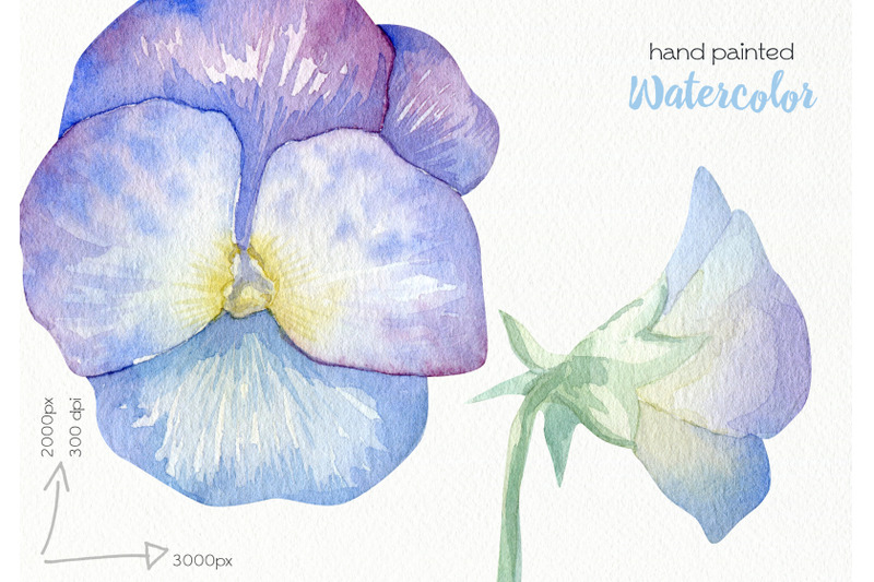 watercolor-pansy-clipart-png-files