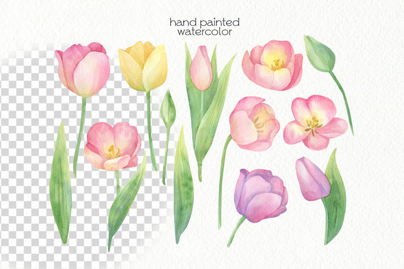 watercolor-tulip-clipart-png-files