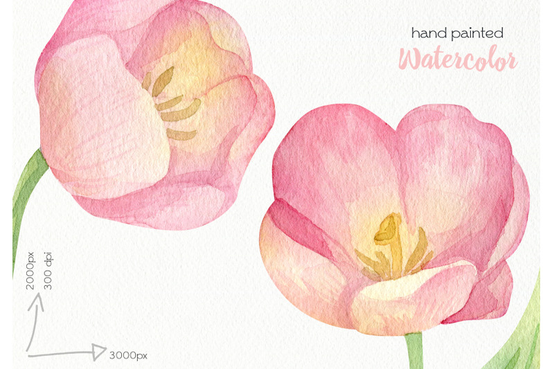watercolor-tulip-clipart-png-files