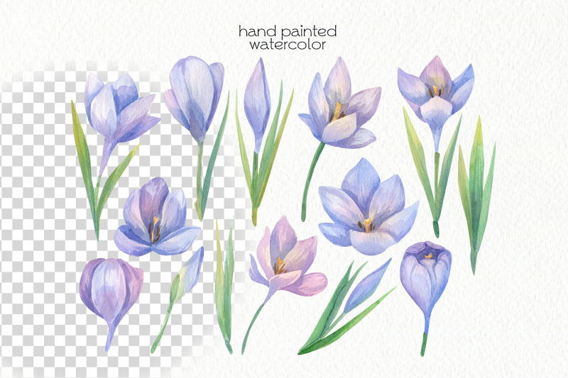 watercolor-crocus-clipart-png-files