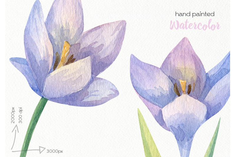 watercolor-crocus-clipart-png-files