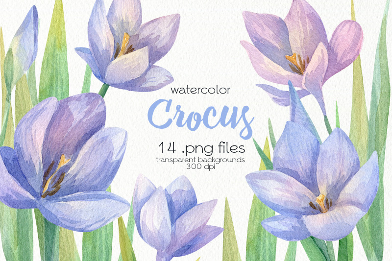 watercolor-crocus-clipart-png-files