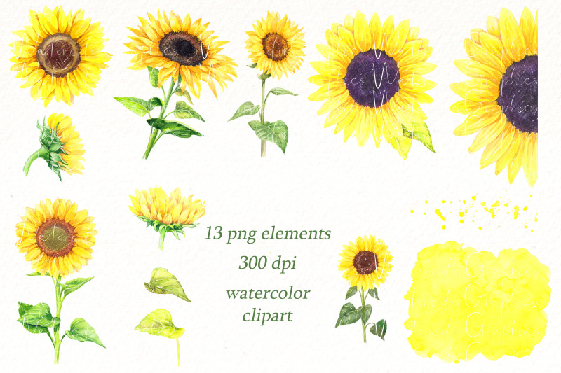 watercolor-sunflower-clipart-summer-floral-png-elements