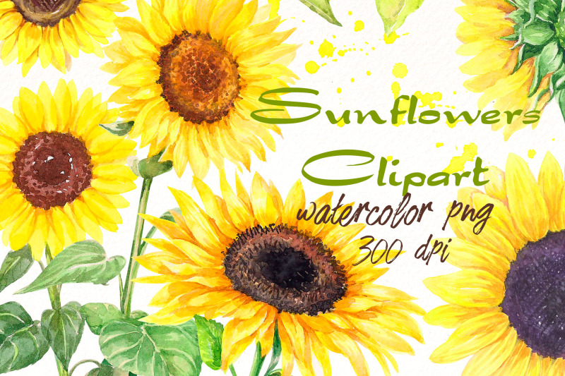 watercolor-sunflower-clipart-summer-floral-png-elements