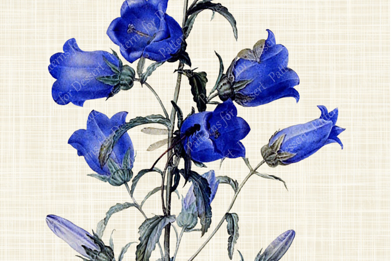vintage-blue-canterbury-bells-flower