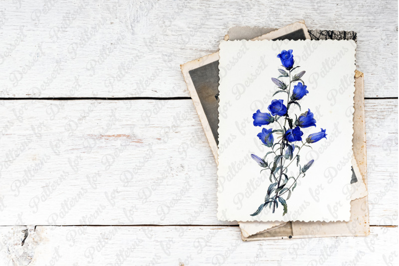 vintage-blue-canterbury-bells-flower