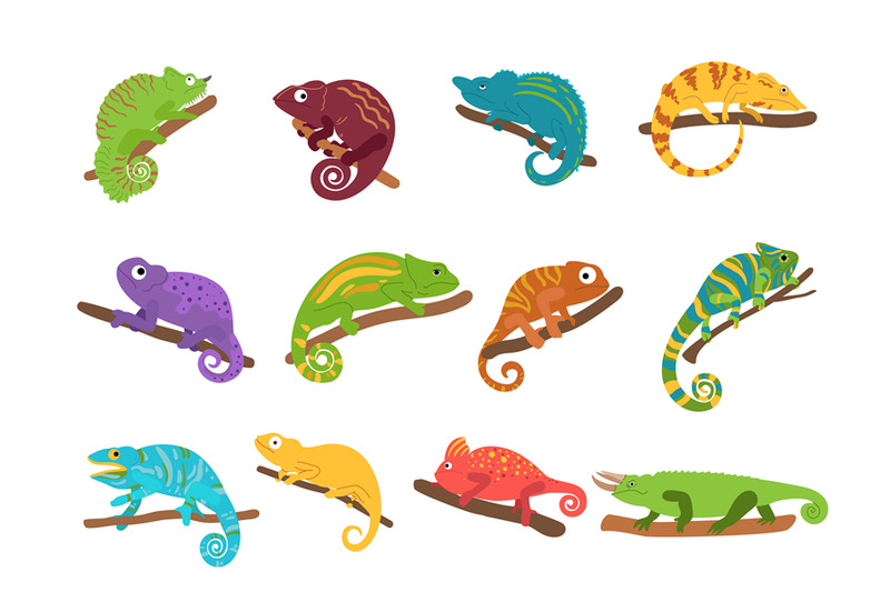 chameleon-animal-mexican-colourful-lizard-with-curvy-tail-tropical-r