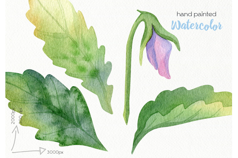 watercolor-pansy-clipart-png-files