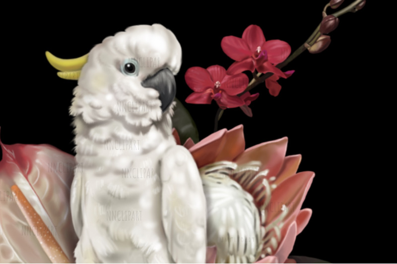 sulphur-crested-cockatoo-parrot-watercolor-birds-clipart