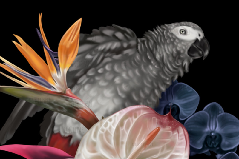 grey-parrot-bouquet-watercolor-birds-clipart-sublimation-bouquet