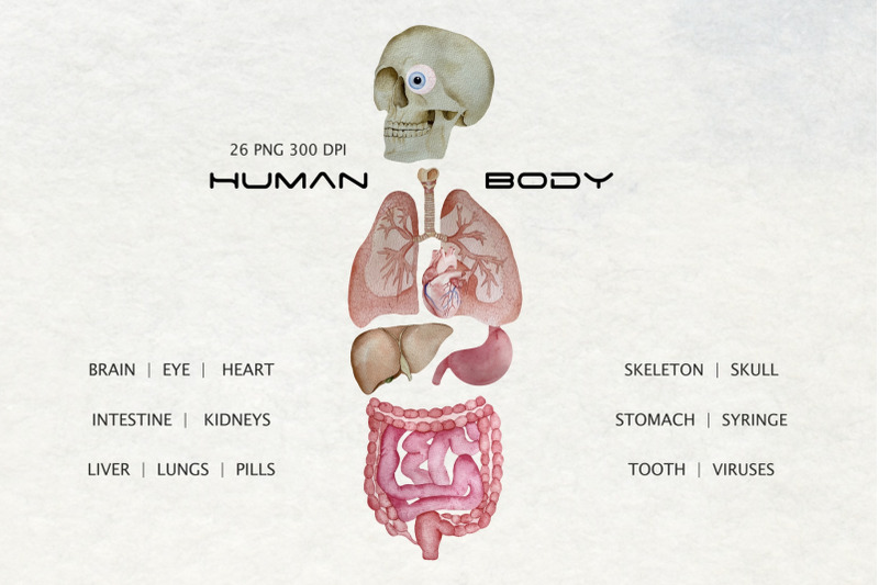 watercolor-human-organs-clipart-anatomy-illustration