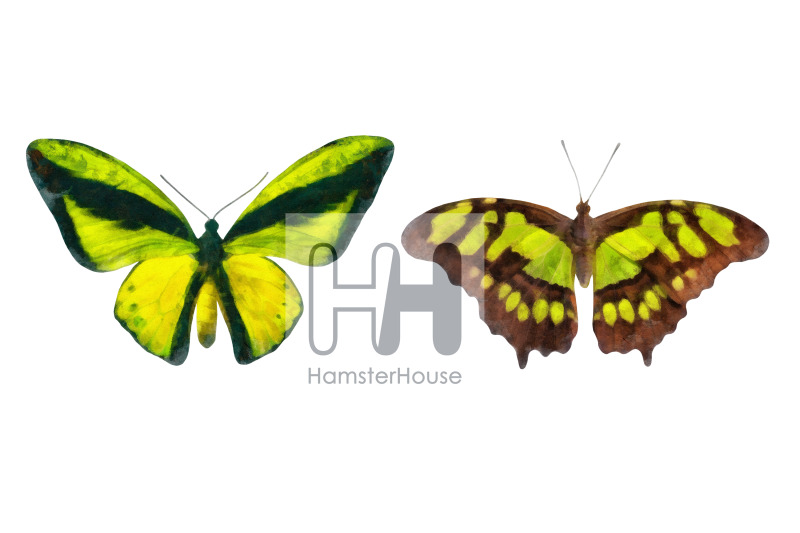 watercolor-butterflies-10-transparent-png