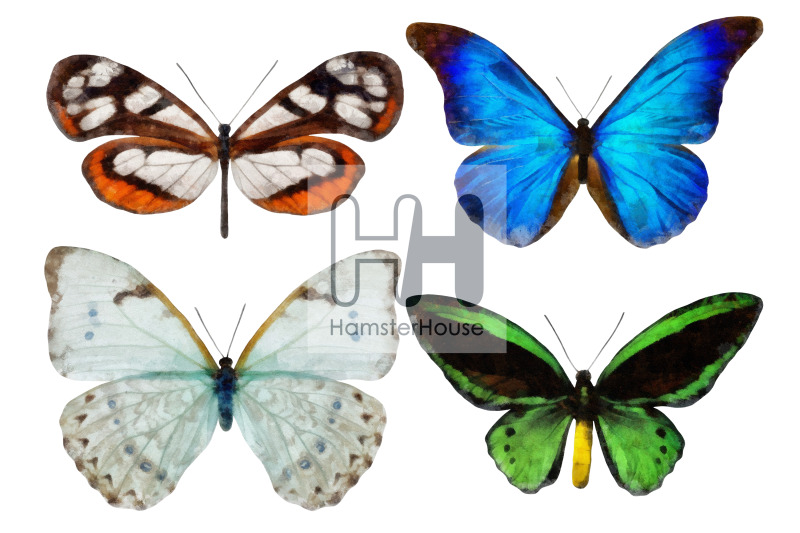 watercolor-butterflies-10-transparent-png-2