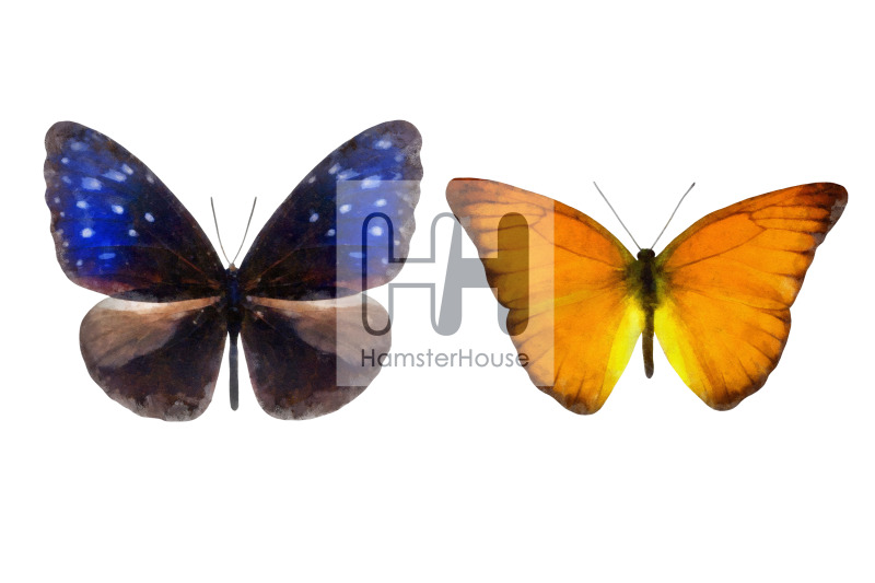 watercolor-butterflies-10-transparent-png-2
