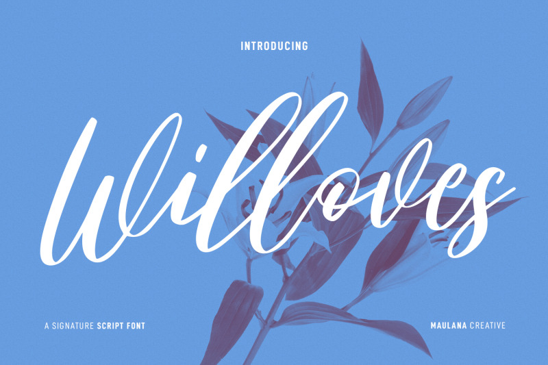 willoves-script-font