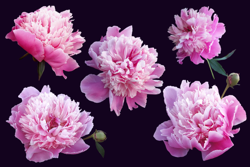 flowers-peonies-photo-clip-art