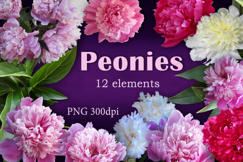 flowers-peonies-photo-clip-art