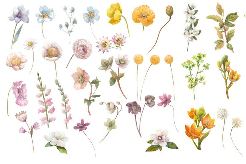 watercolor-wild-summer-flowers-clipart